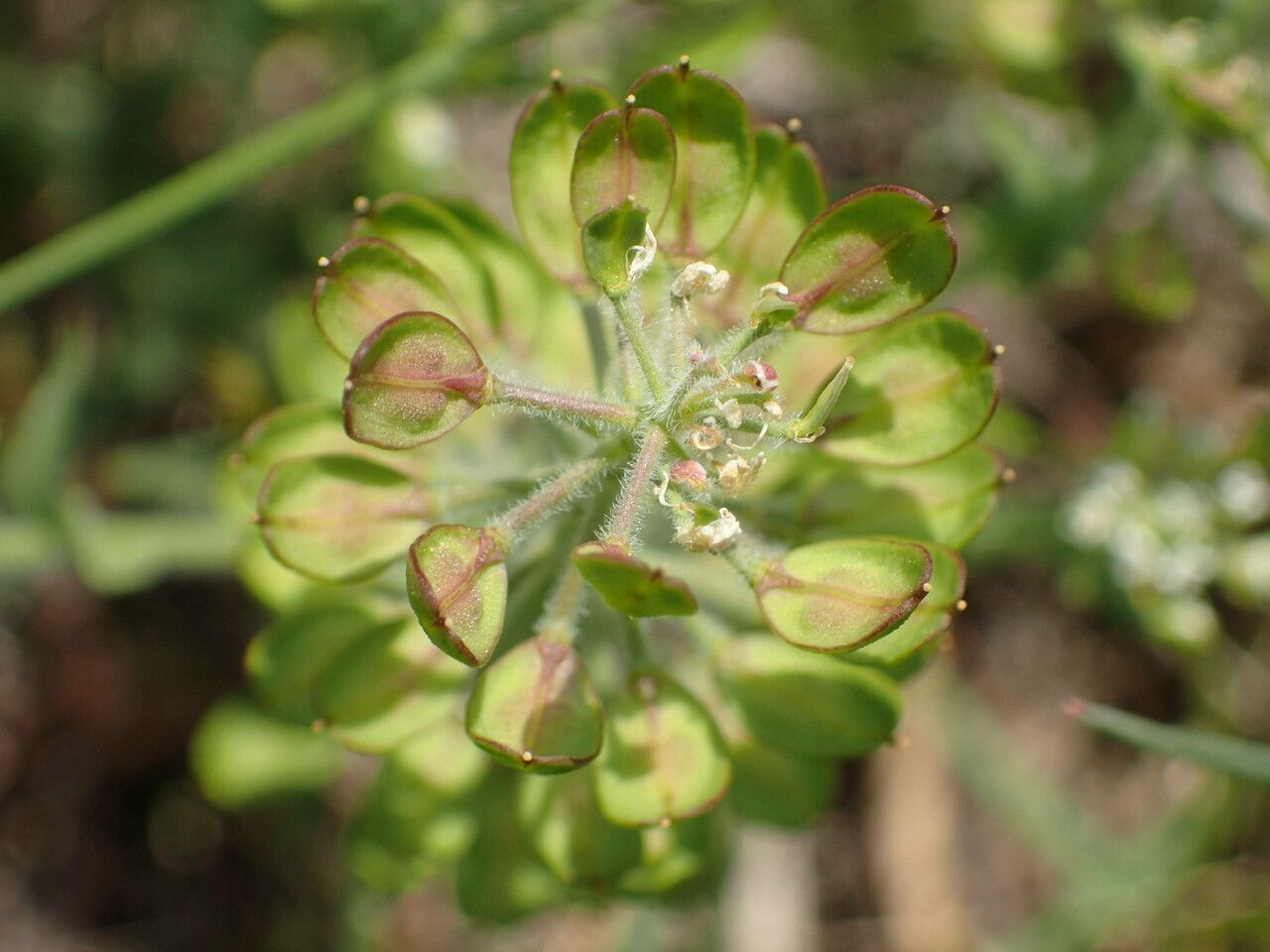 Lepidium campestre fruit