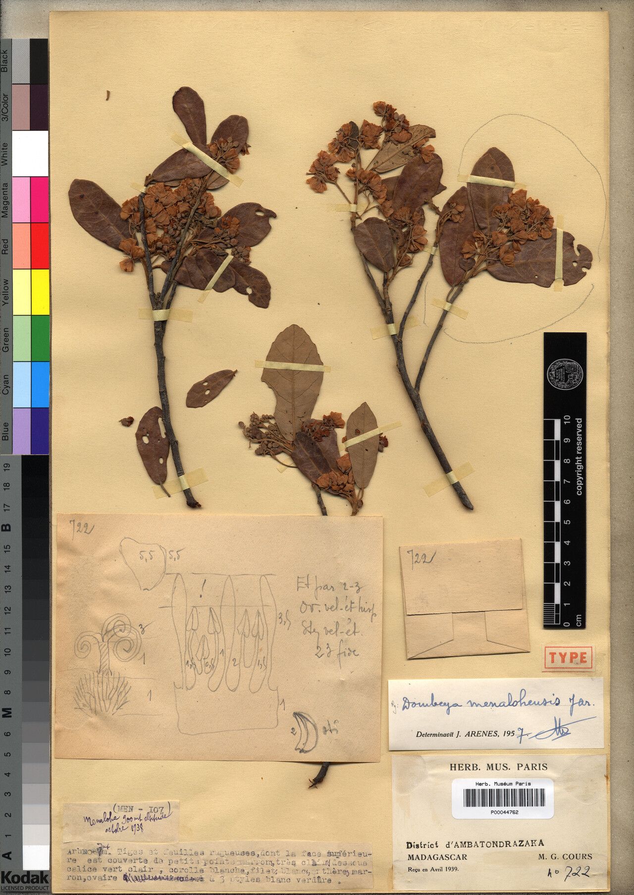 Dombeya menalohensis — houseplant care guide