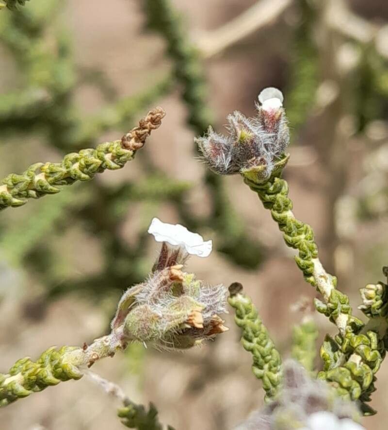 Aloysia deserticola flower