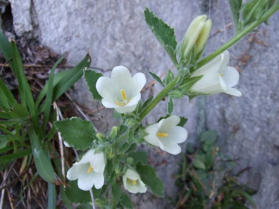 Campanula lanata flower
