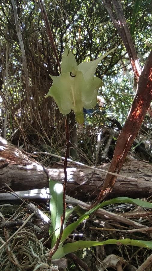 Aeranthes arachnitis flower