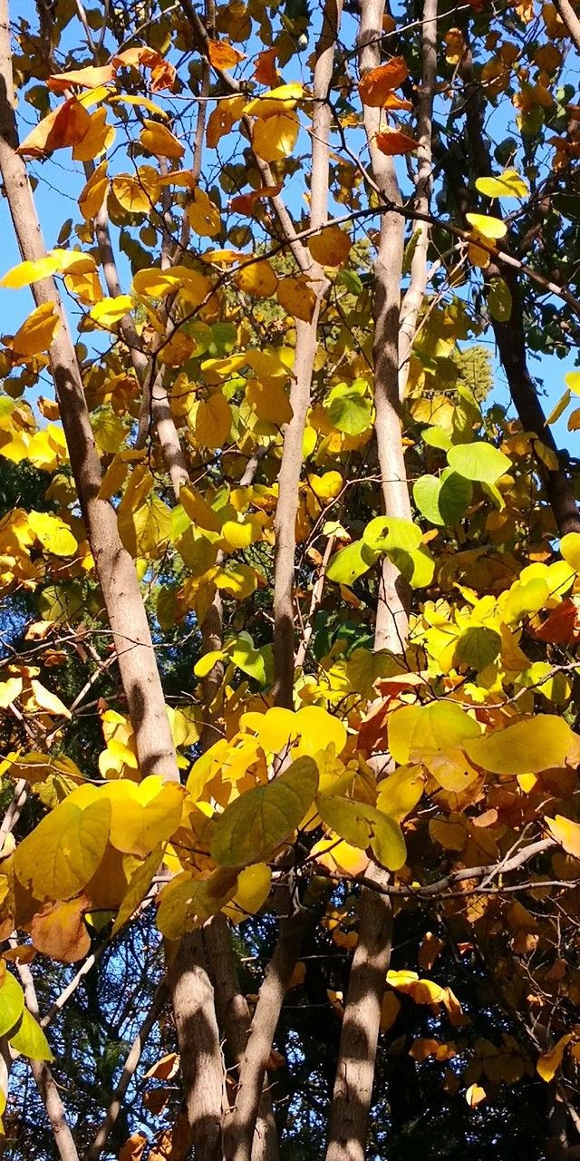 Cercis chingii habit