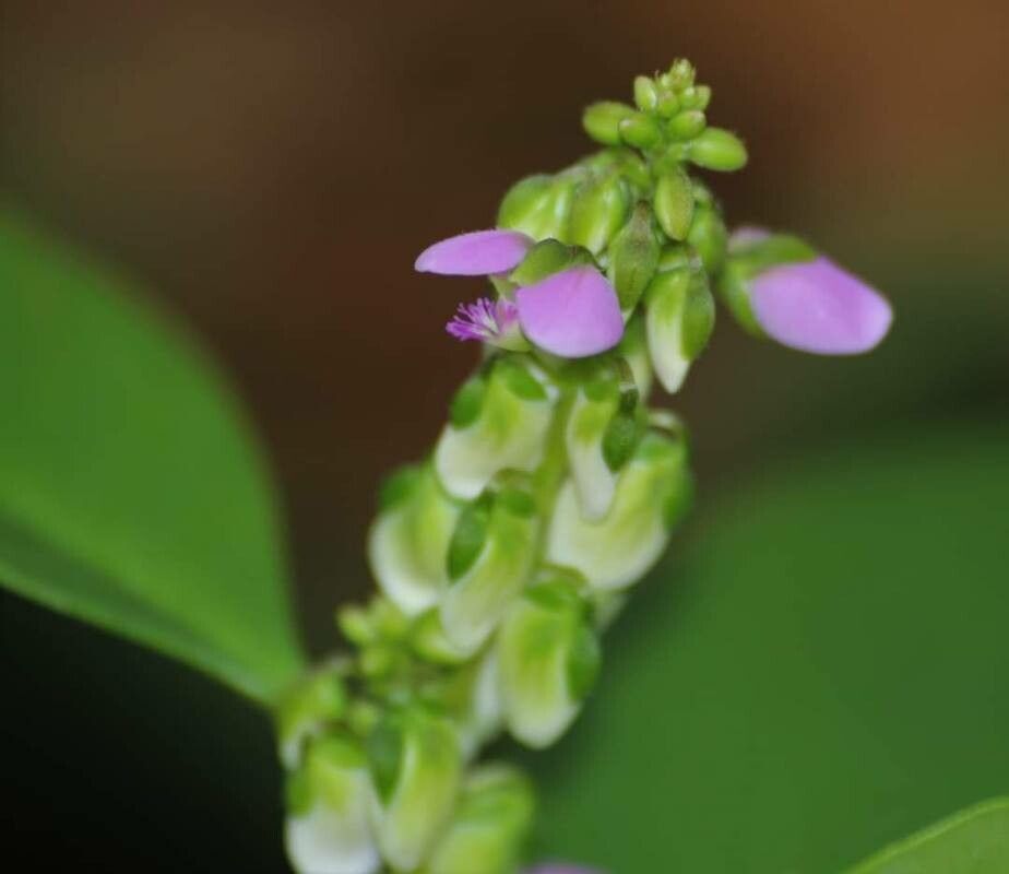Polygala sphenoptera flower