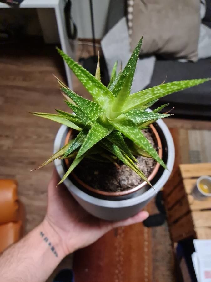 Aloe maculata