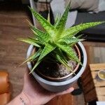 Aloe maculata