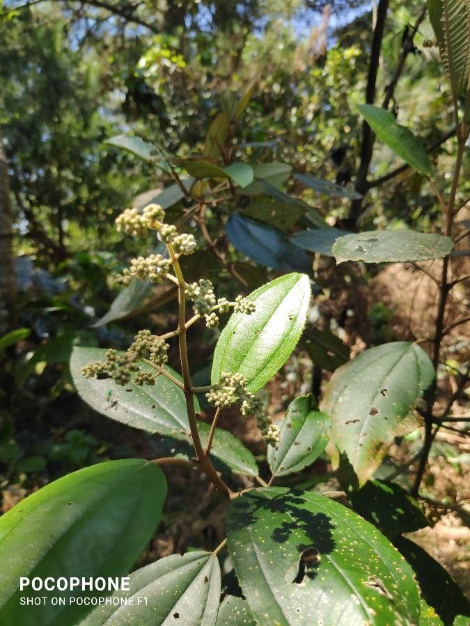 Miconia hyemalis flower