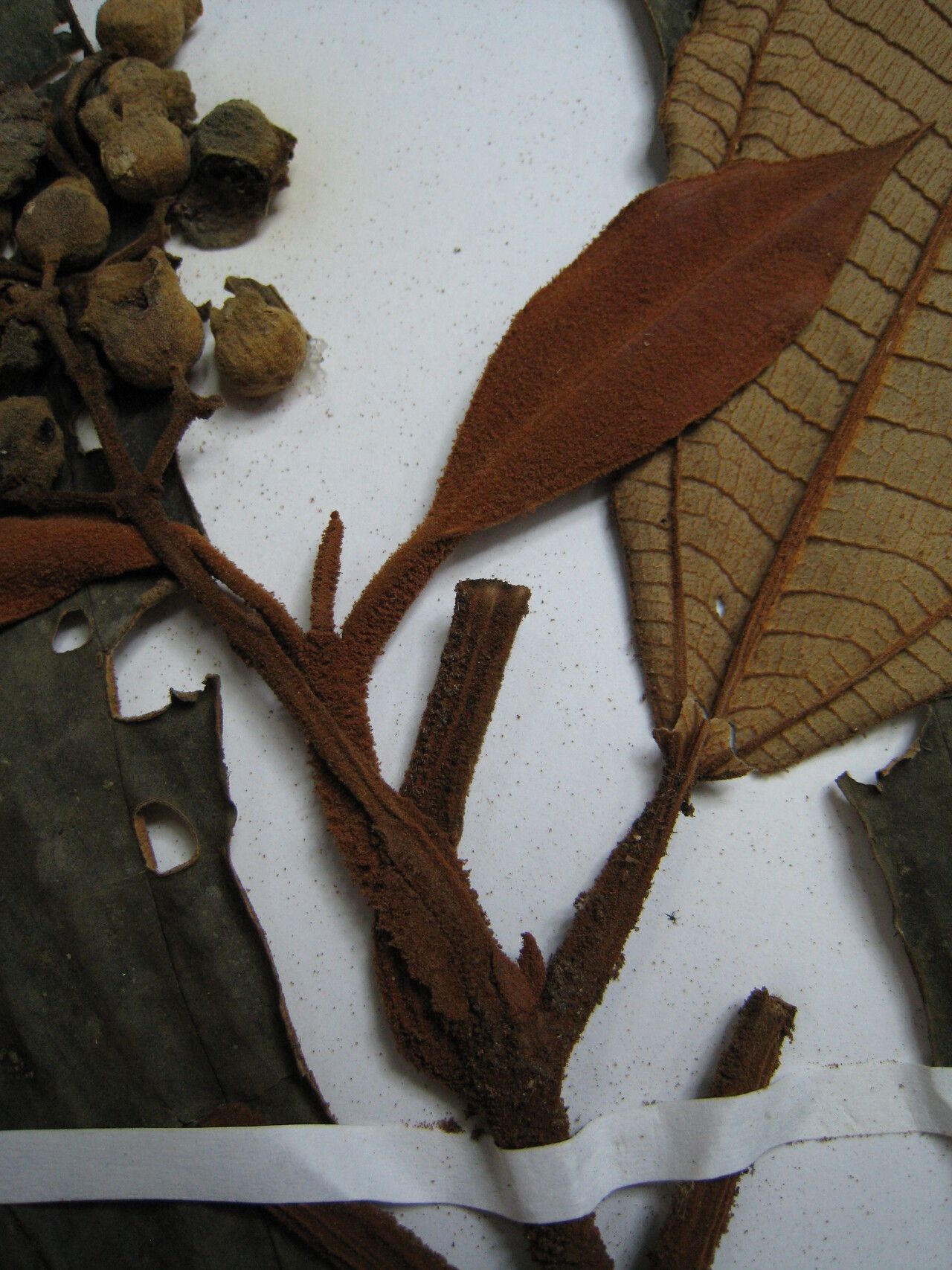 Miconia traillii other