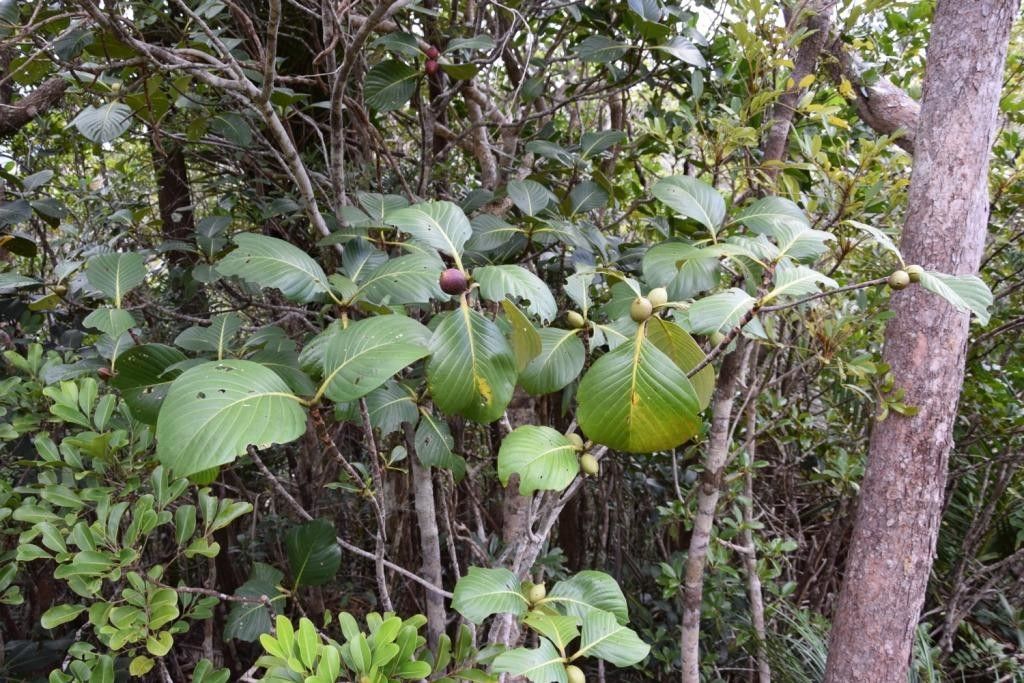 Guettarda eximia habit