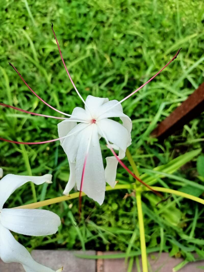Crinum erubescens — search result for 'Crinum'