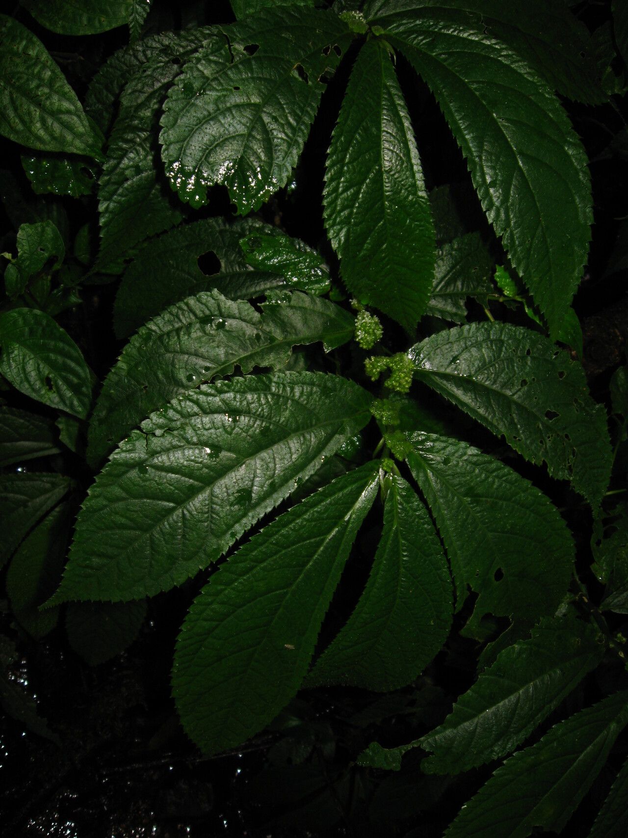 Elatostema welwitschii — houseplant care guide