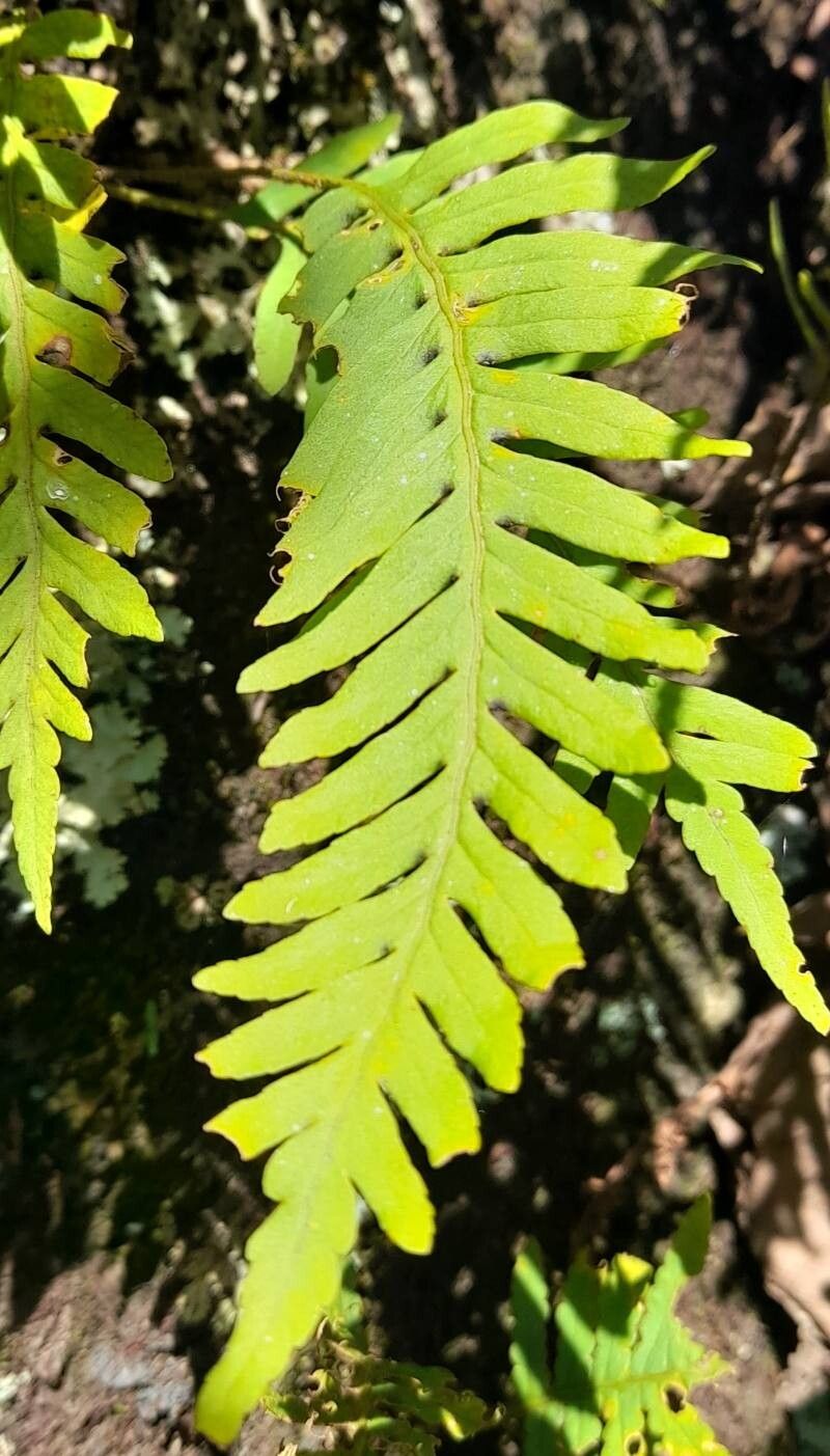 Pleopeltis tweedieana — houseplant care guide