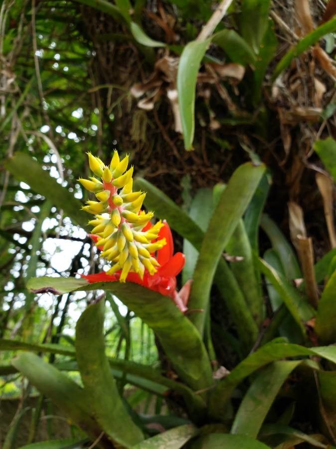 Aechmea nudicaulis flower