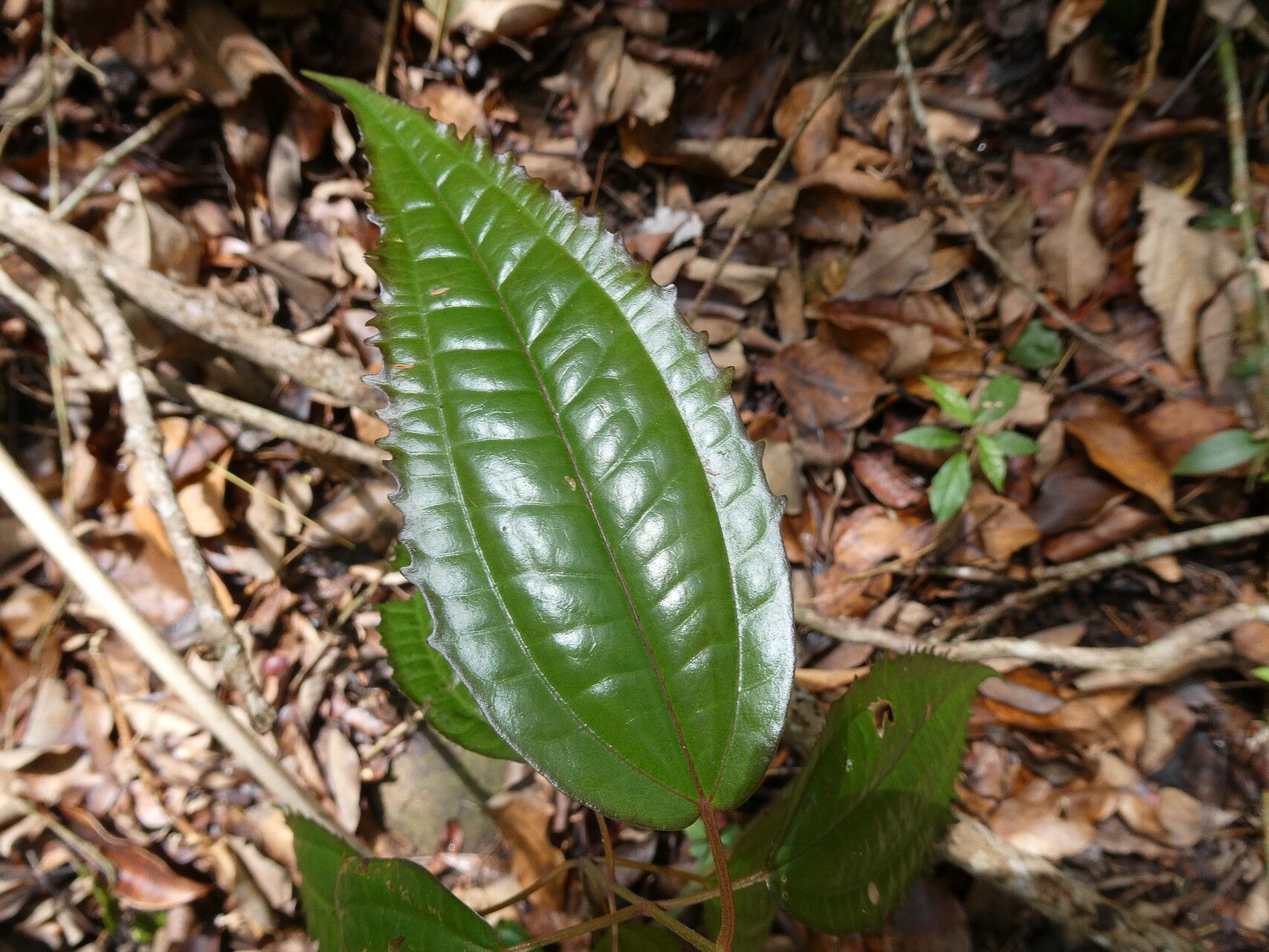 Miconia cornifolia leaf