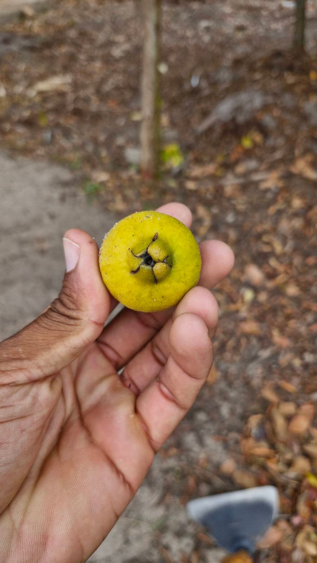 Psidium bahianum fruit