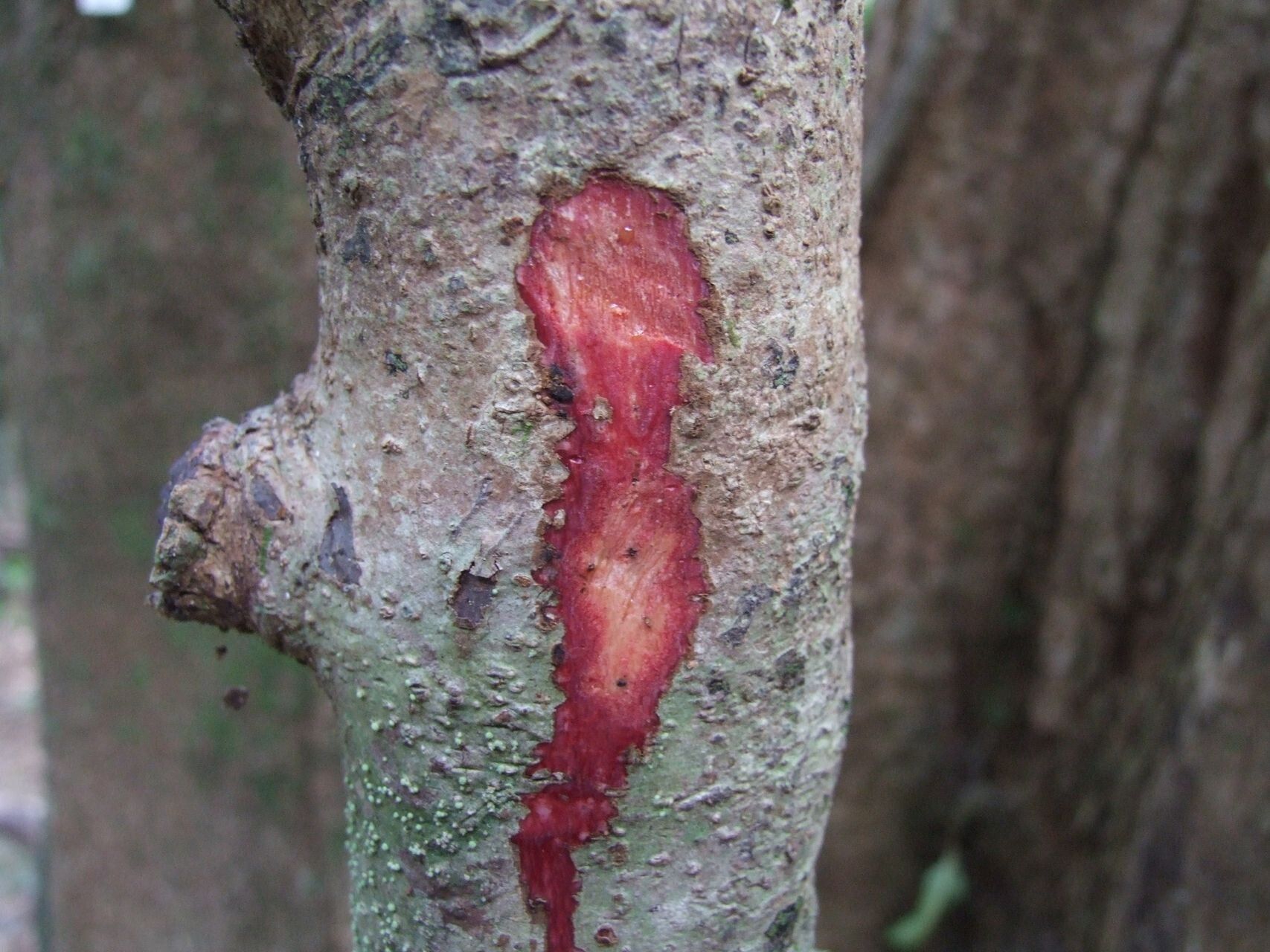 Euroschinus aoupiniensis bark
