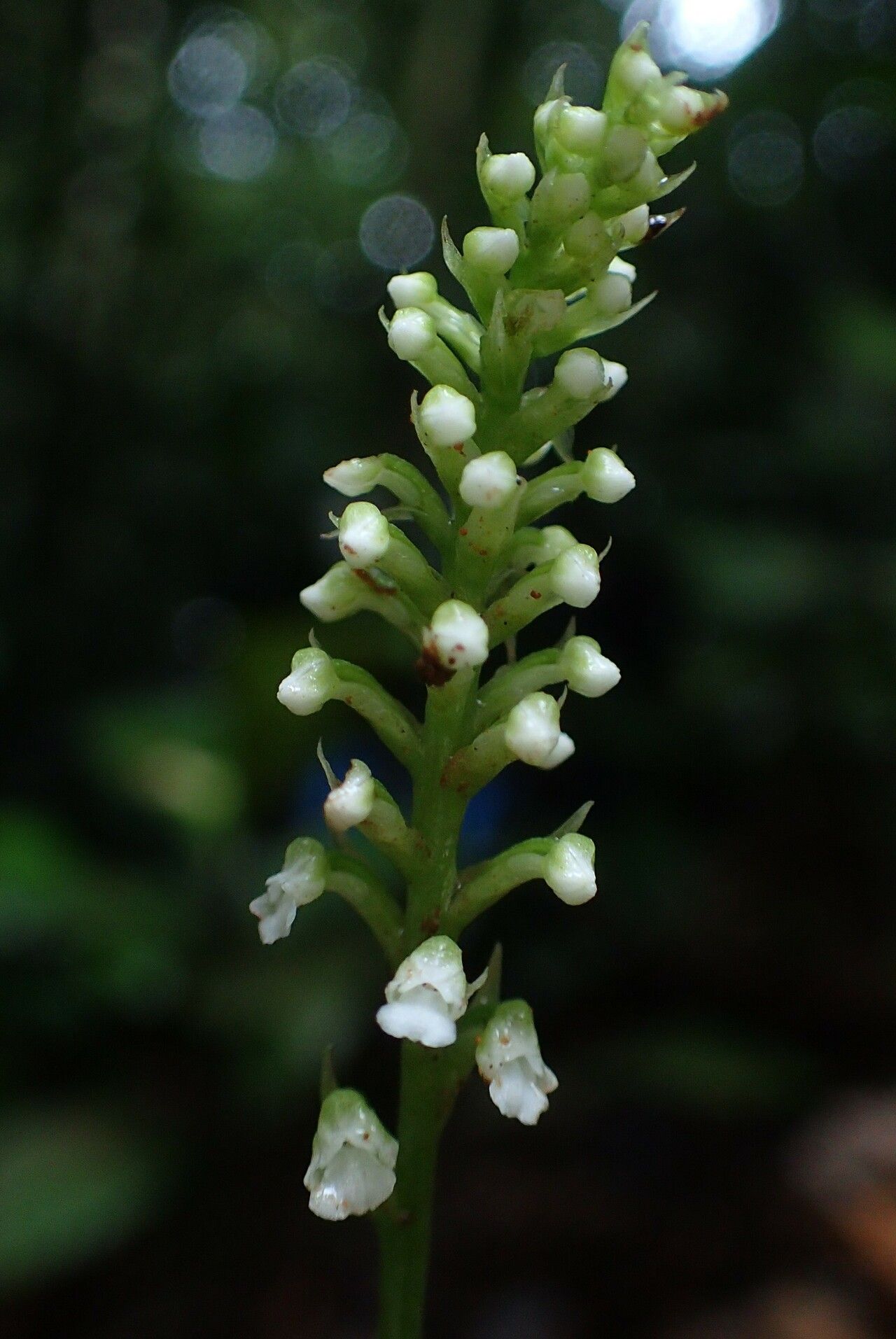 Cynorkis gabonensis flower