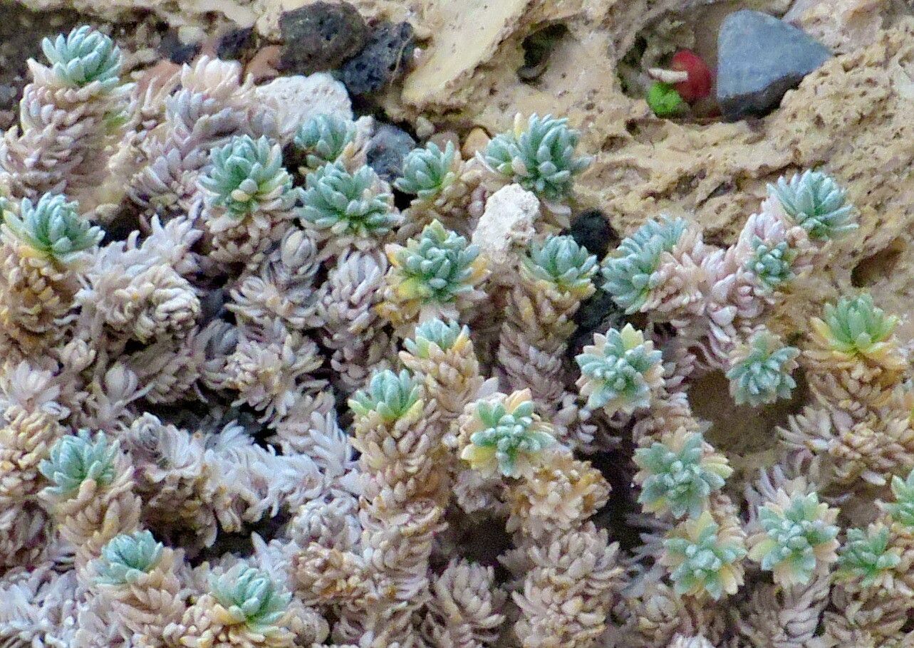 Alyssum caespitosum — houseplant care guide