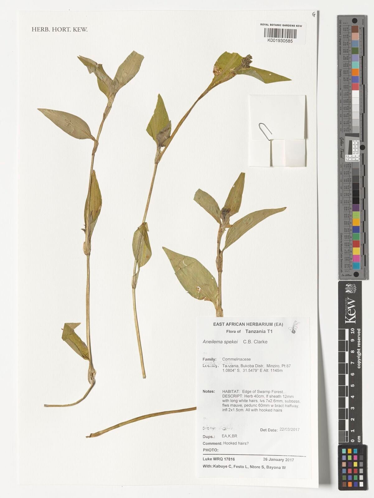 Aneilema spekei — houseplant care guide