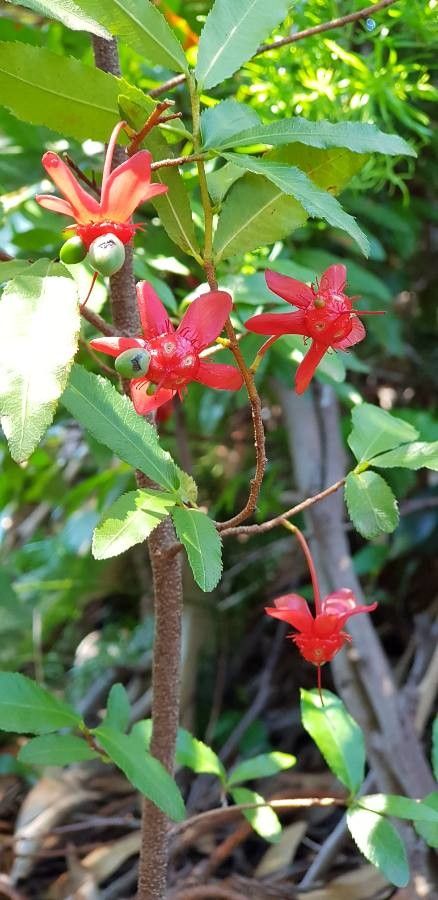 Ochna atropurpurea flower