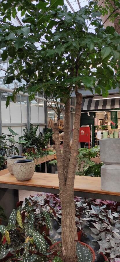 Heteropanax chinensis habit