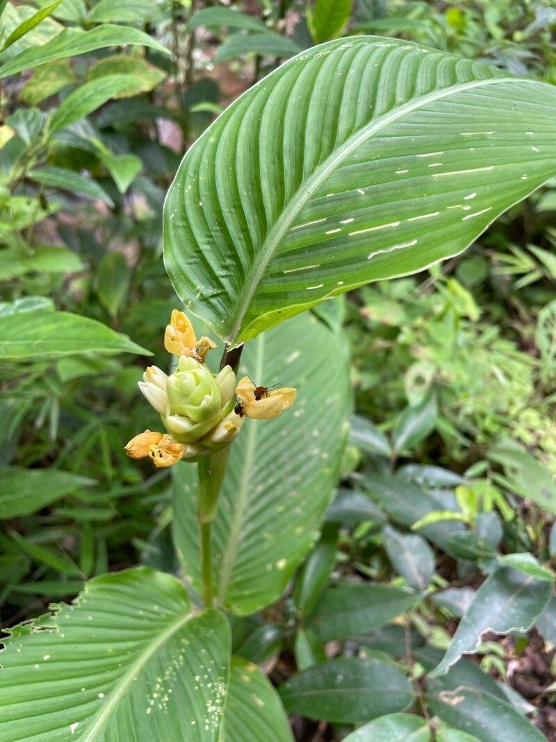 Goeppertia marantifolia leaf