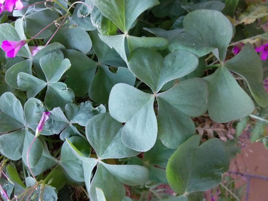 Oxalis articulata — search result for 'Nepal'
