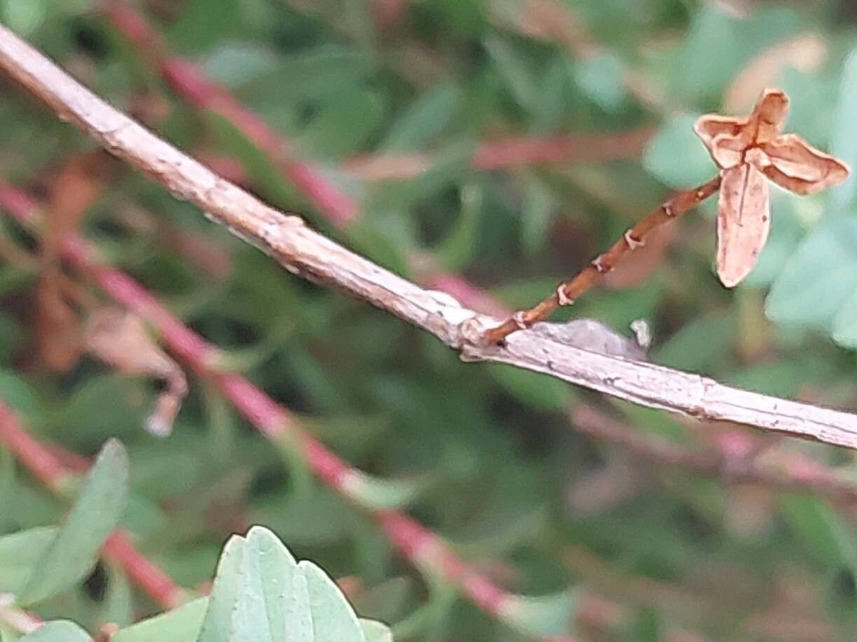 Hypericum lanuginosum bark