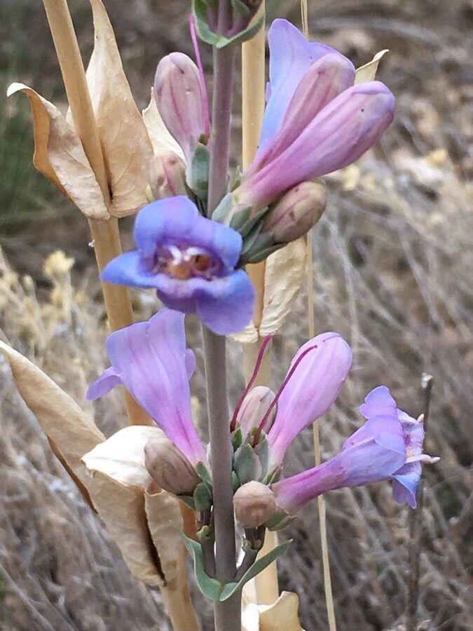 Penstemon secundiflorus flower