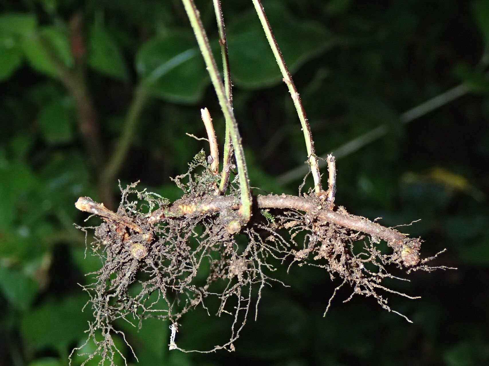 Arthropteris monocarpa other