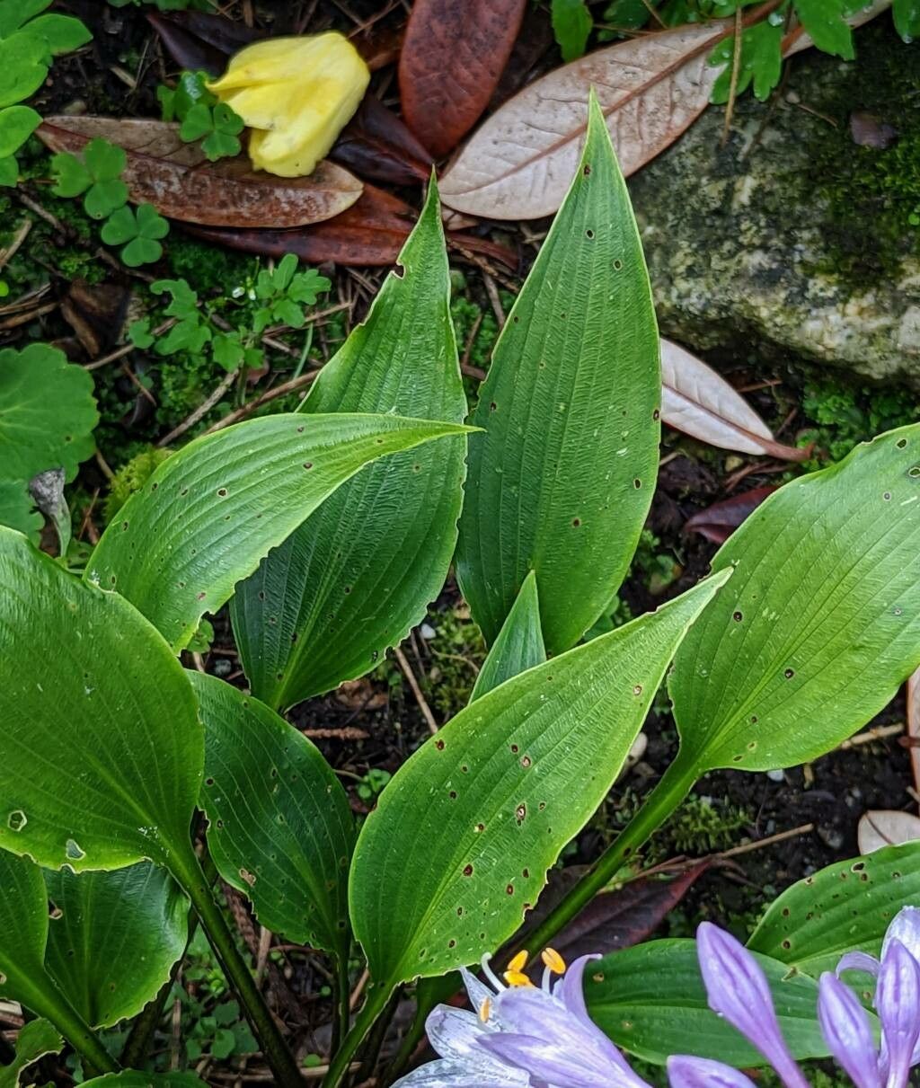 Hosta longipes — search result for 'Asparagaceae'