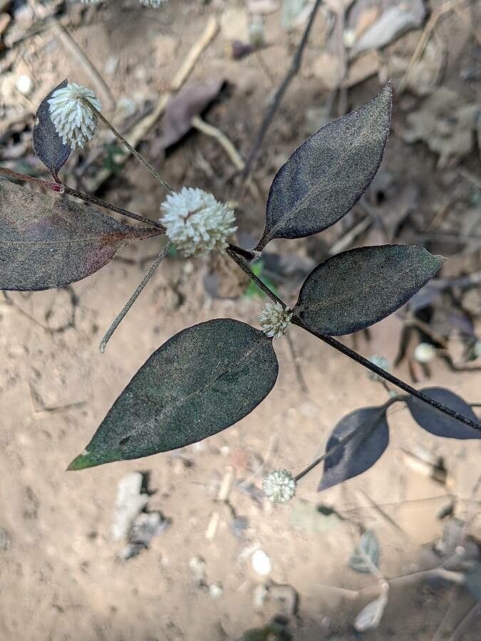 Alternanthera sessilis — search result for 'Alternanthera'