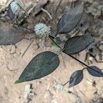 Alternanthera sessilis