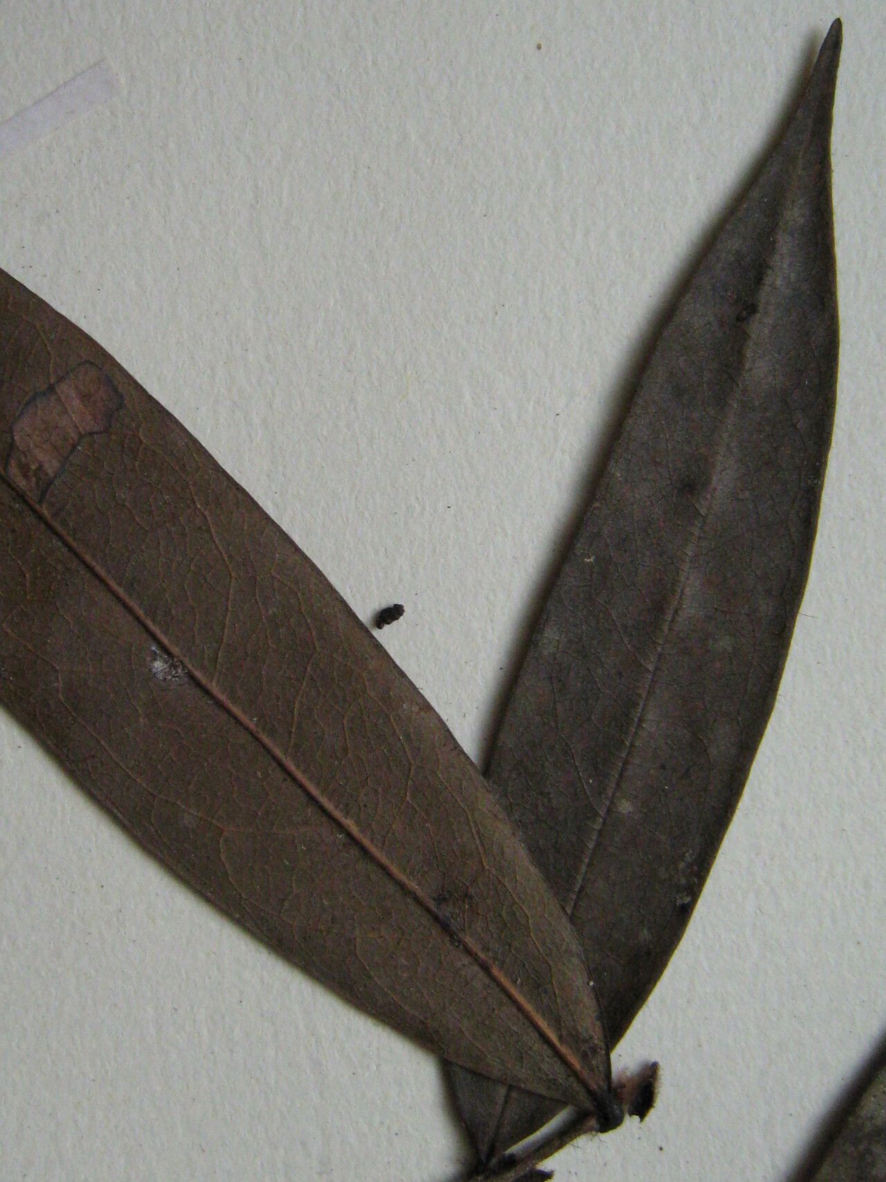 Xylopia benthamii — houseplant care guide