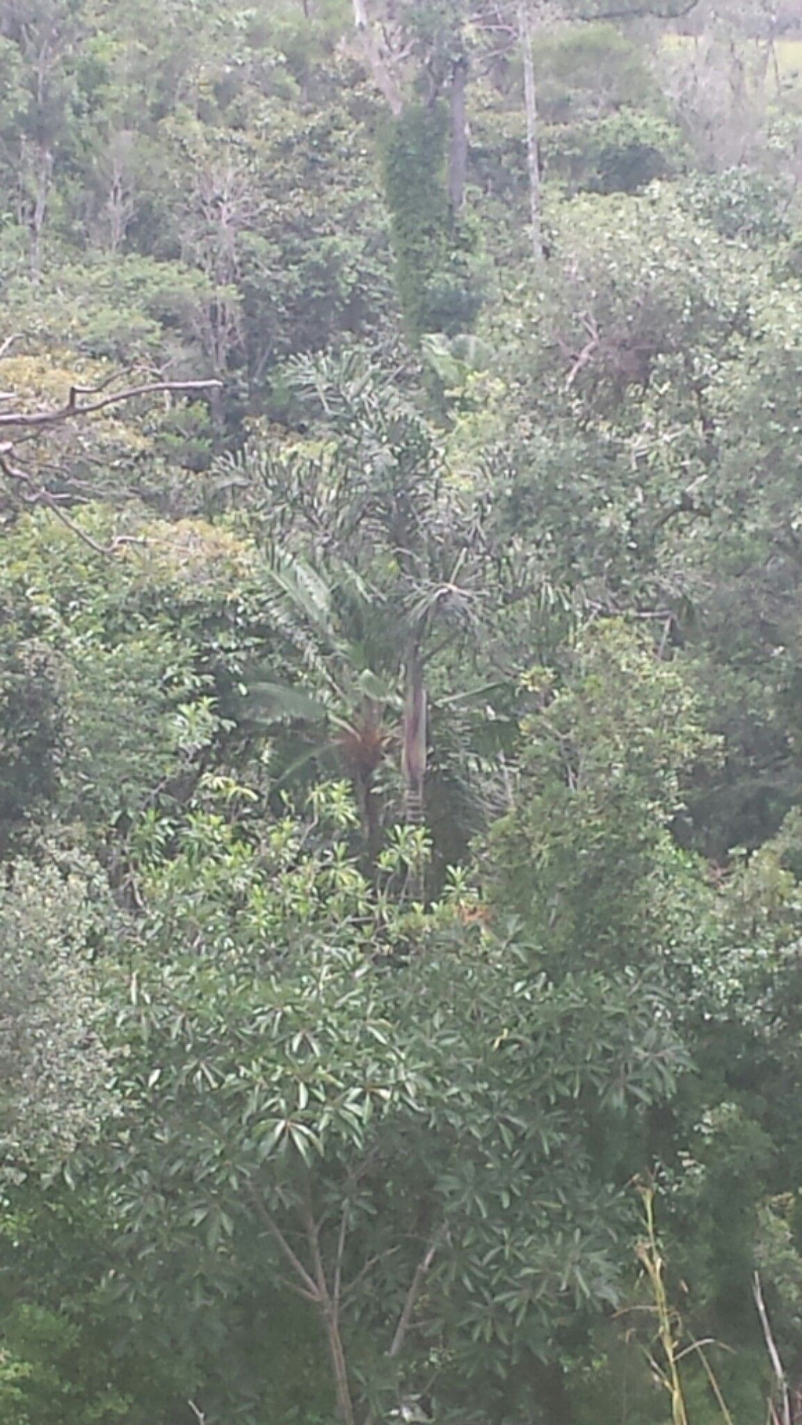 Dypsis oropedionis — houseplant care guide