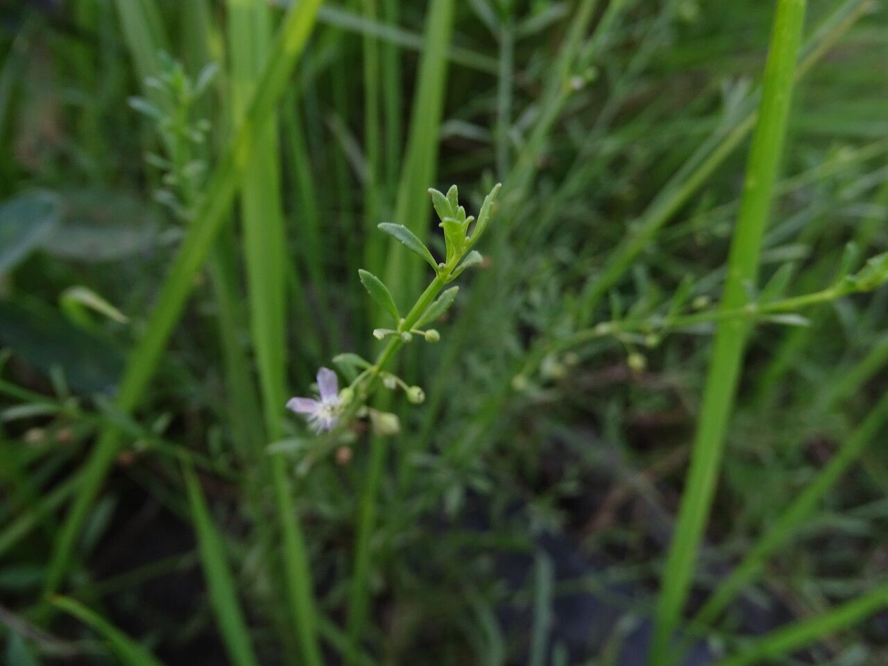 Scoparia dulcis — search result for 'Philippines'