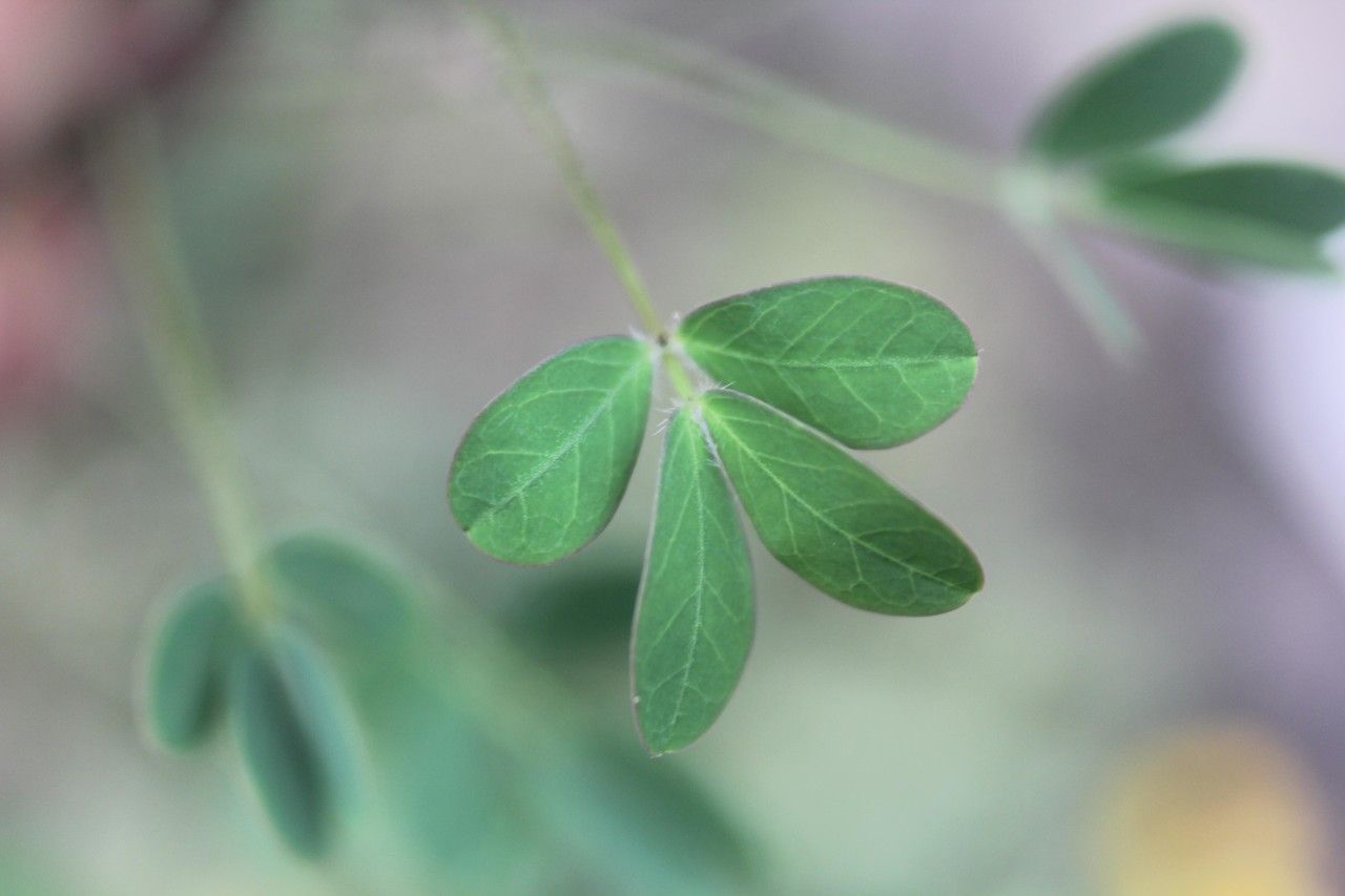 Wedelia fruticosa leaf