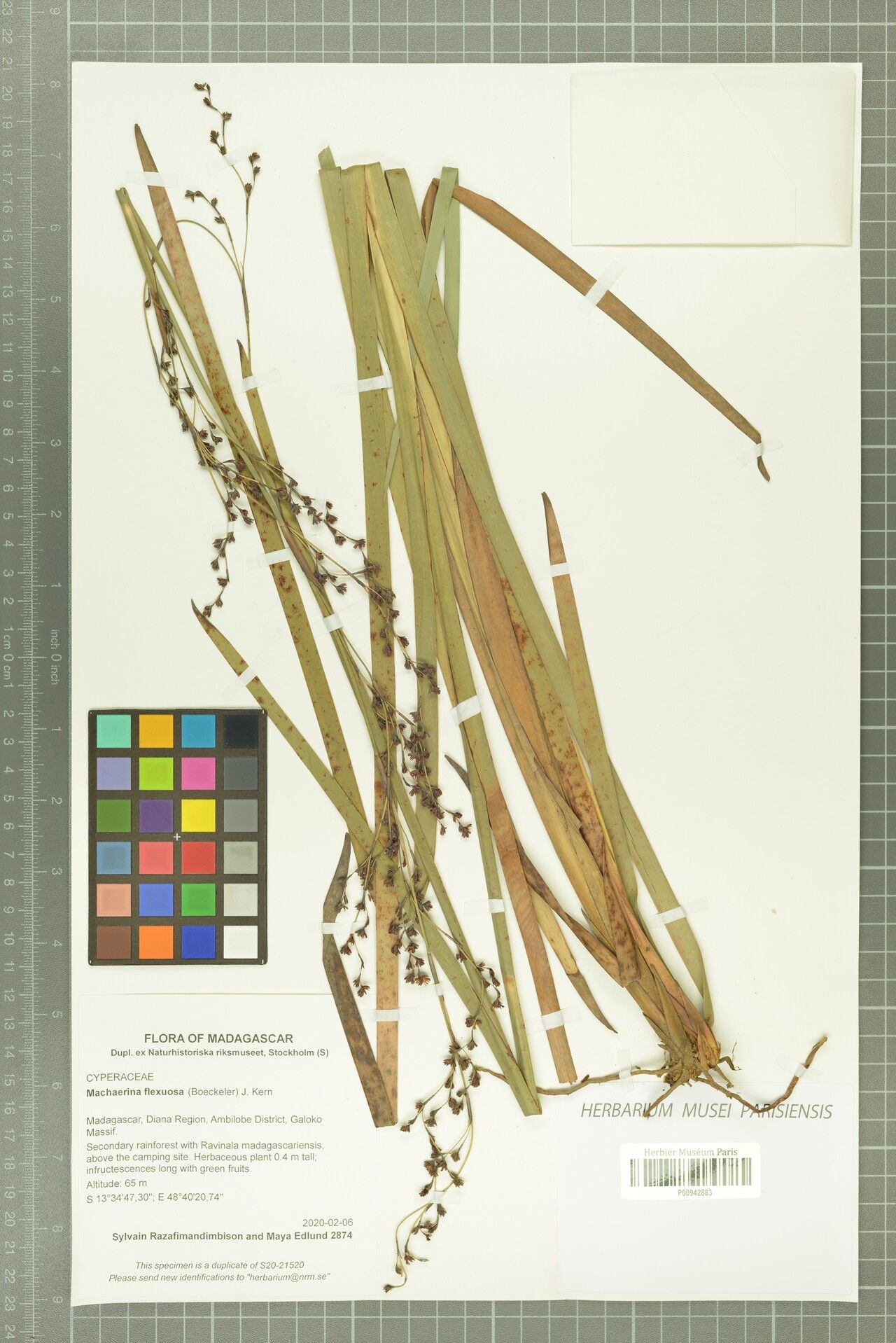 Machaerina flexuosa — related species from the same genus