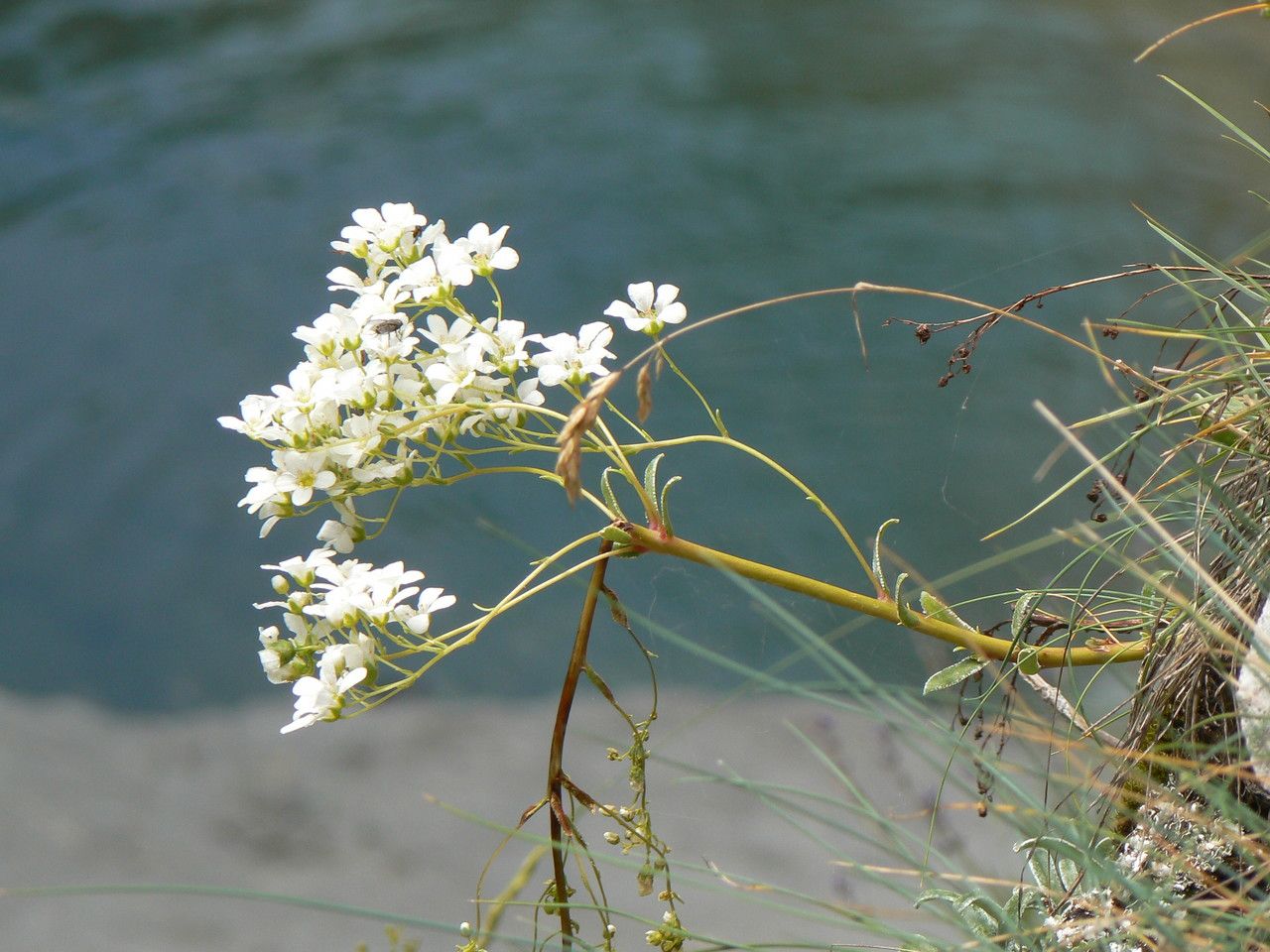 Saxifraga diapensioides habit