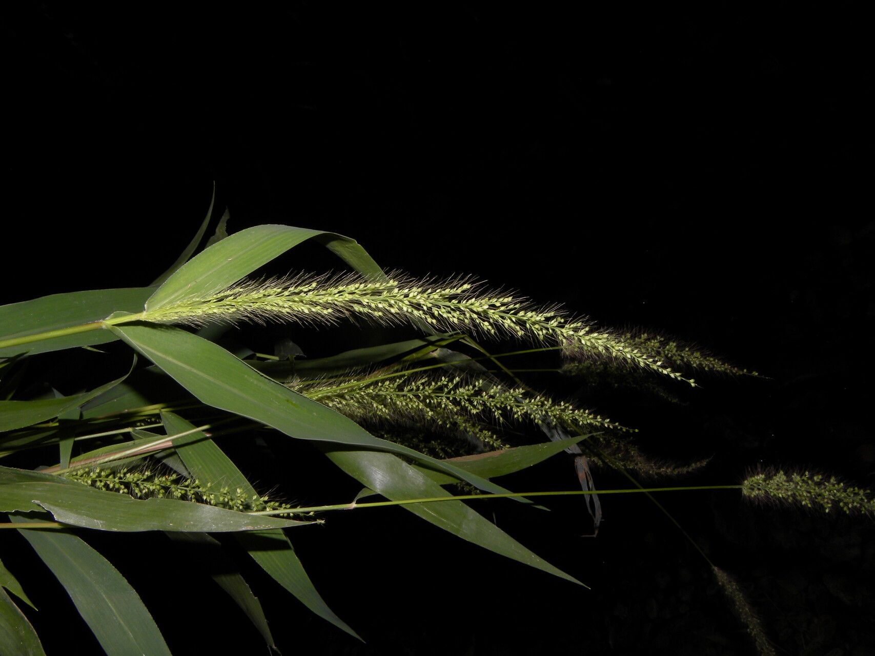 Setaria liebmannii flower