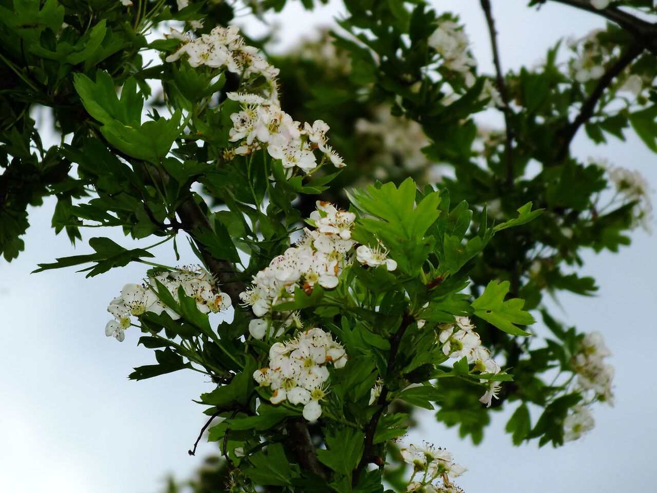 Crataegus pinnatifida flower
