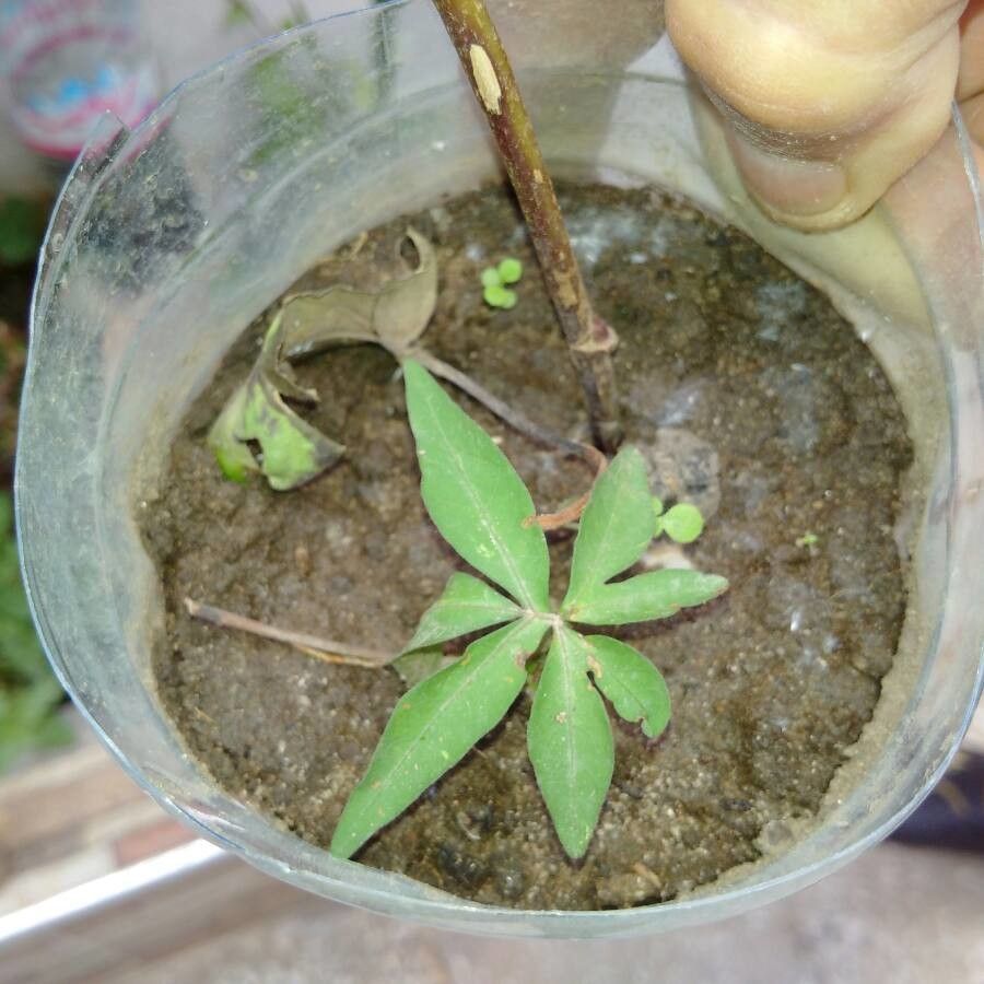 Ipomoea pubescens — search result for 'Ipomoea'