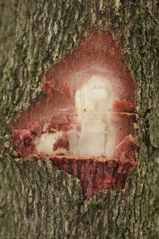 Maytenus oblongata other