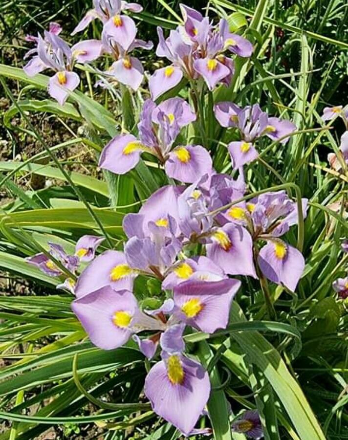 Moraea ciliata — houseplant care guide