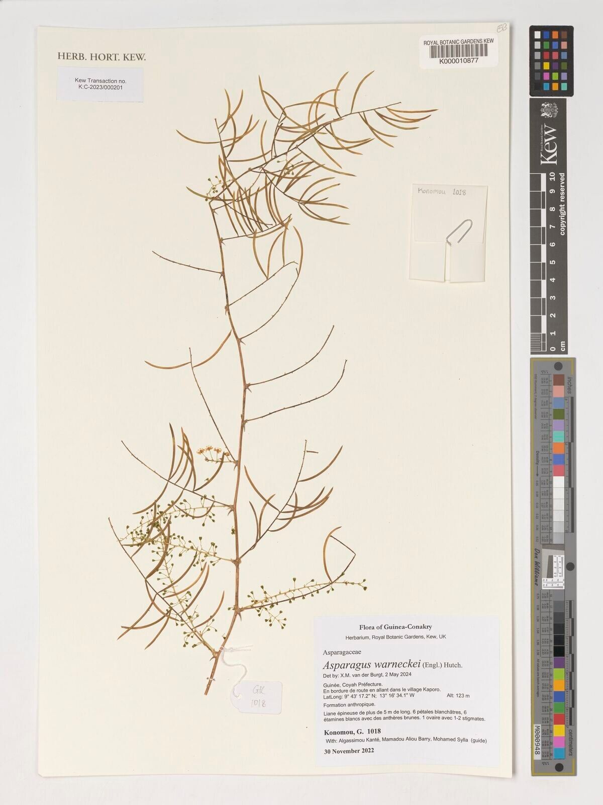 Asparagus warneckei — houseplant care guide