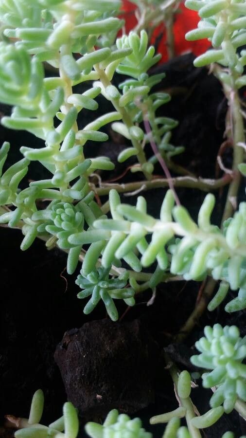 Sedum nudum flower