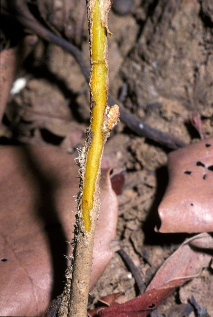 Coscinium fenestratum bark