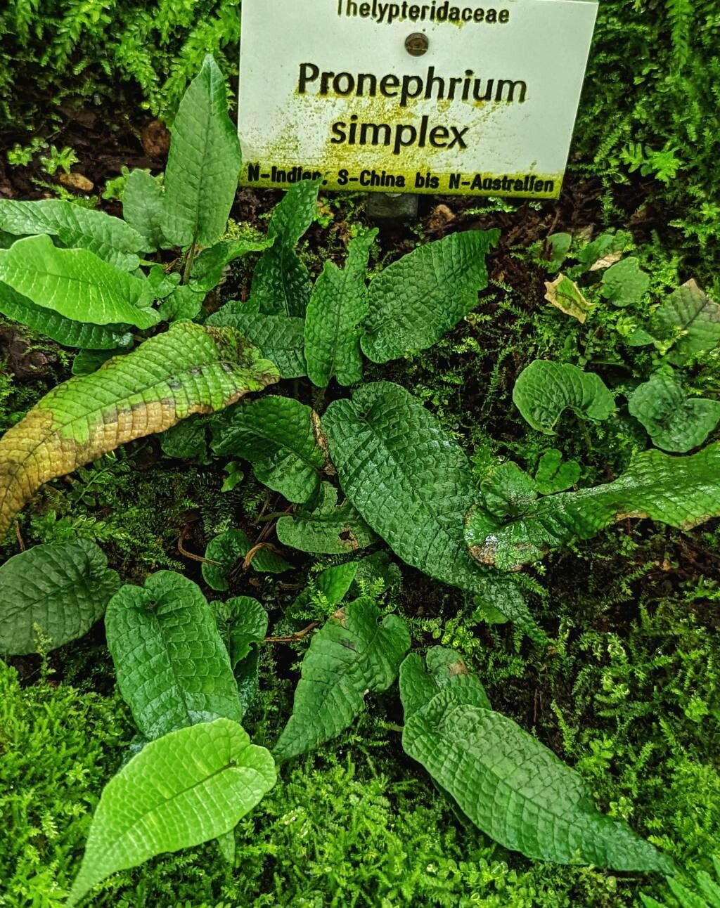 Thelypteris simplex habit
