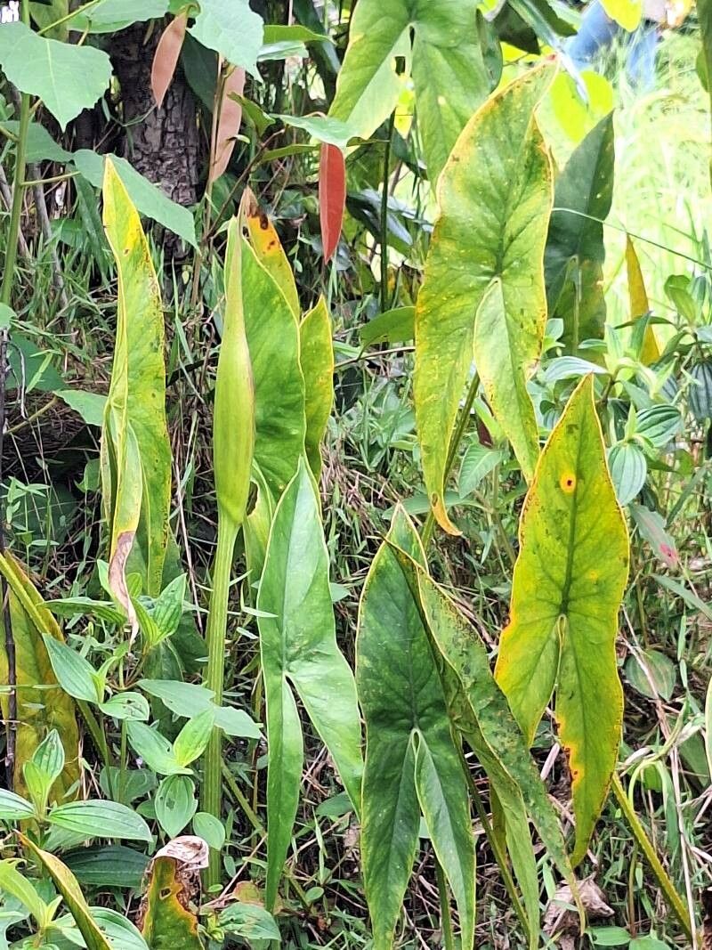 Lasimorpha senegalensis leaf