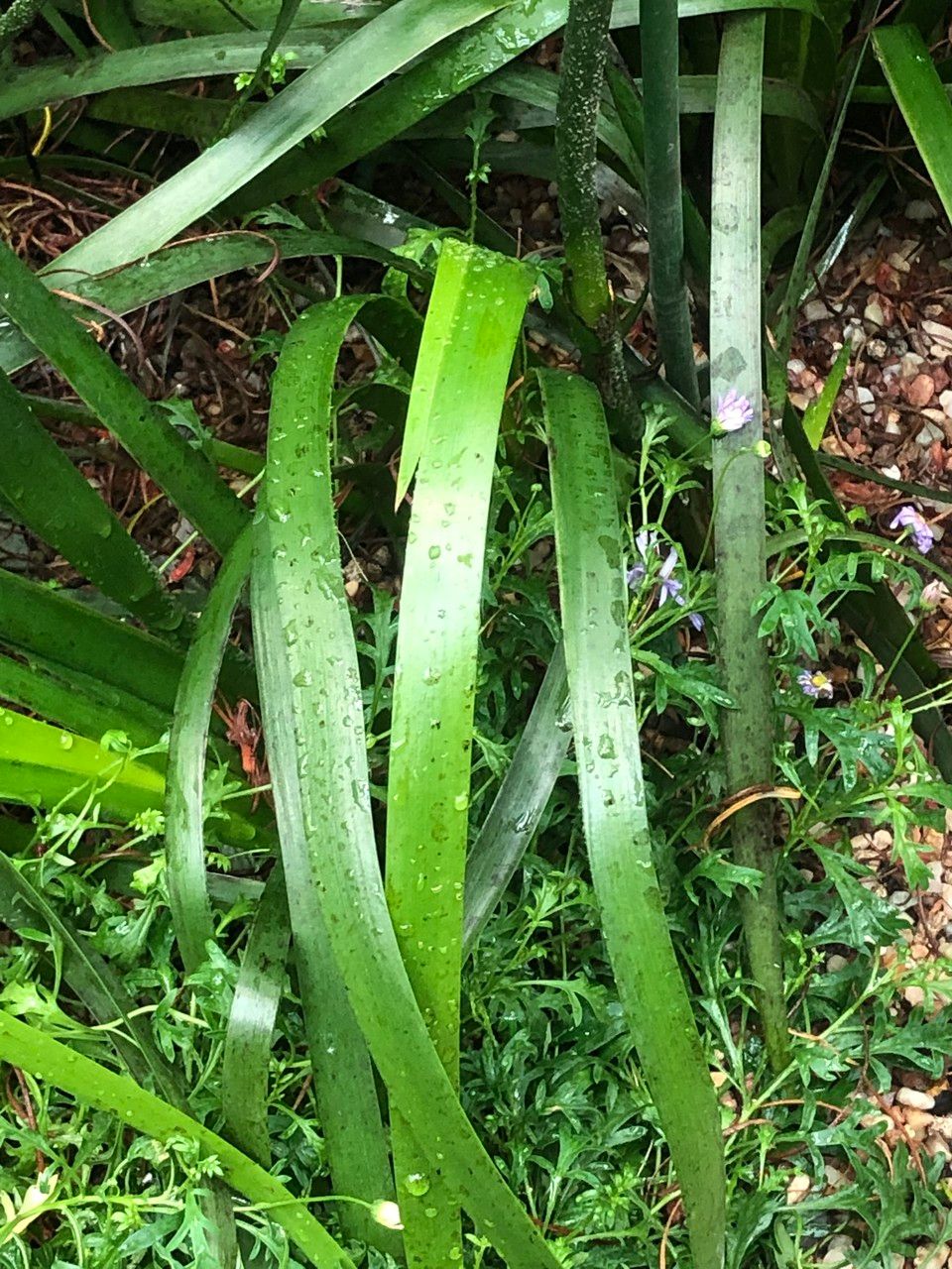 Anigozanthos spp. — search result for 'Anigozanthos'