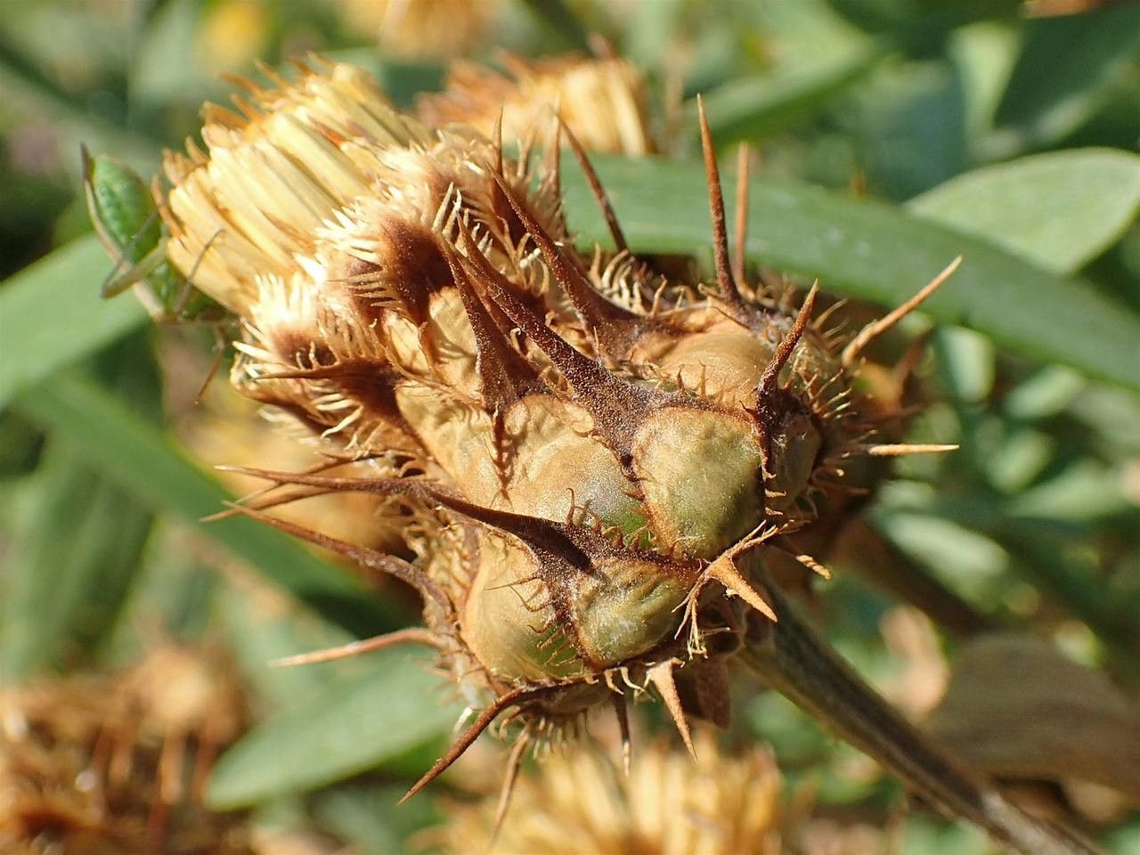 Centaurea collina fruit